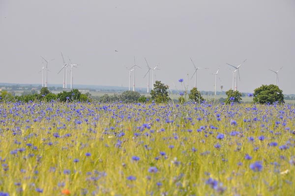 Verkauf landwirtschaftlicher Splitterflächen Landkreis Vorpommern-Greifswald