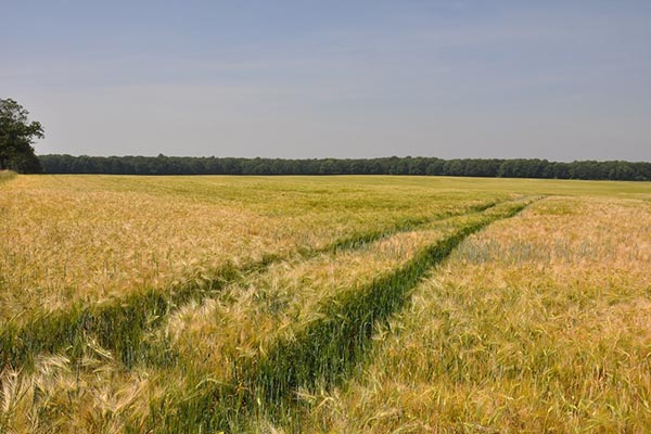 Verkauf landwirtschaftlicher Nutzflächen Vorpommern-Greifswald